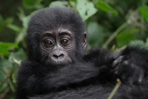 Jambo Uganda - Kleingruppenreise Bob Brewer Lv5pt7r Rue Unsplash (1)