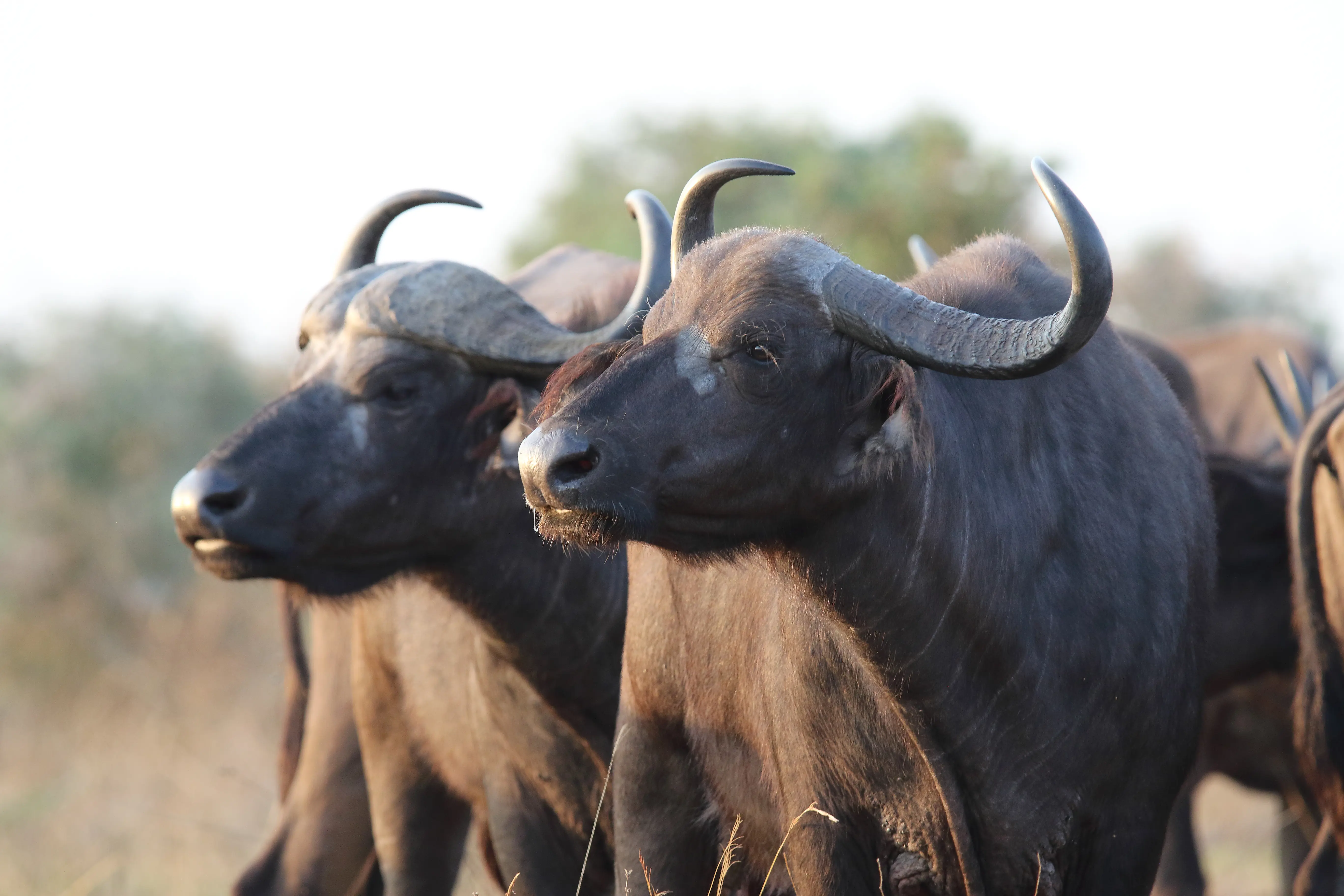 2026 02 111Murchison