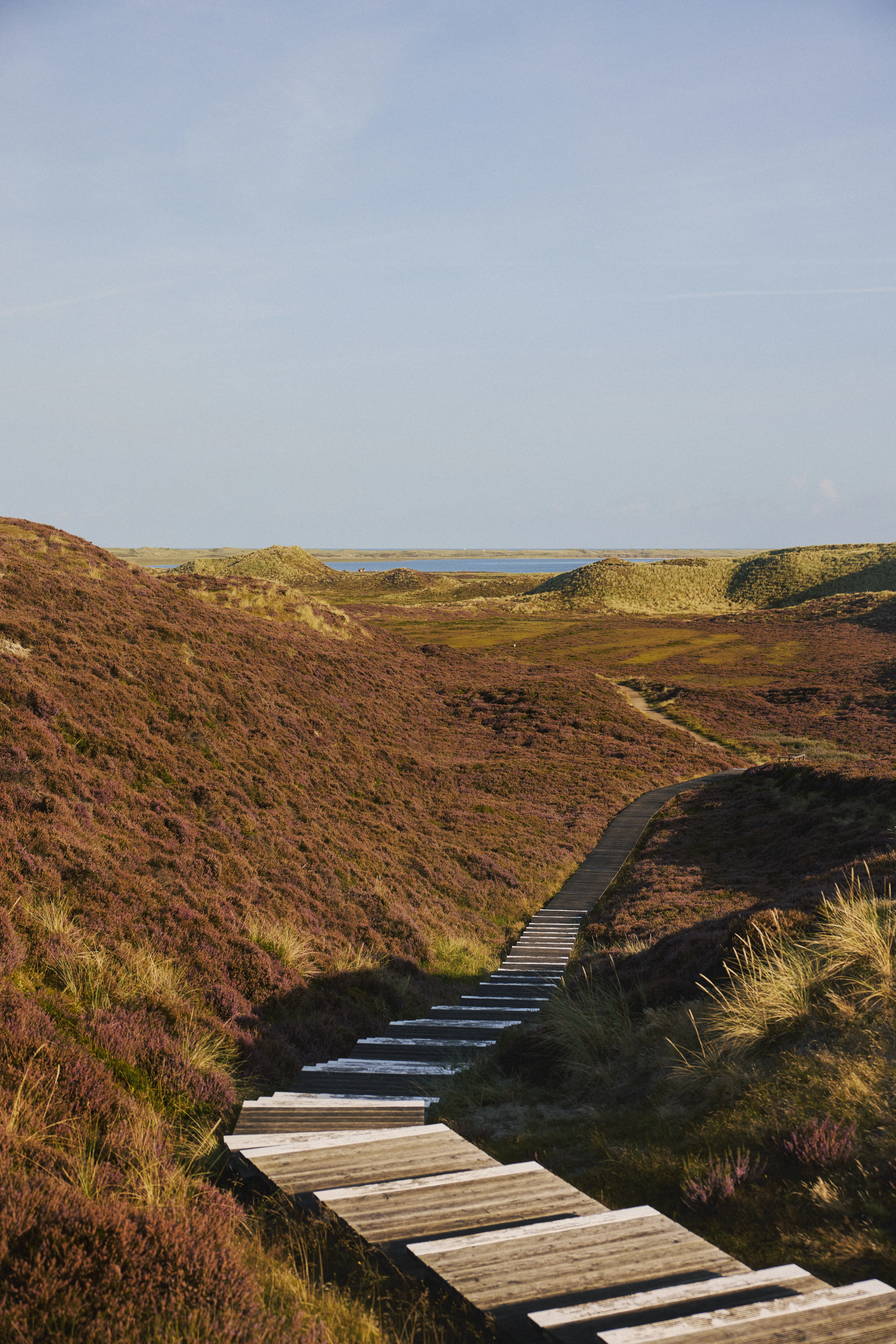 Holzpfad Durch Die Blühende Heidelandschaft