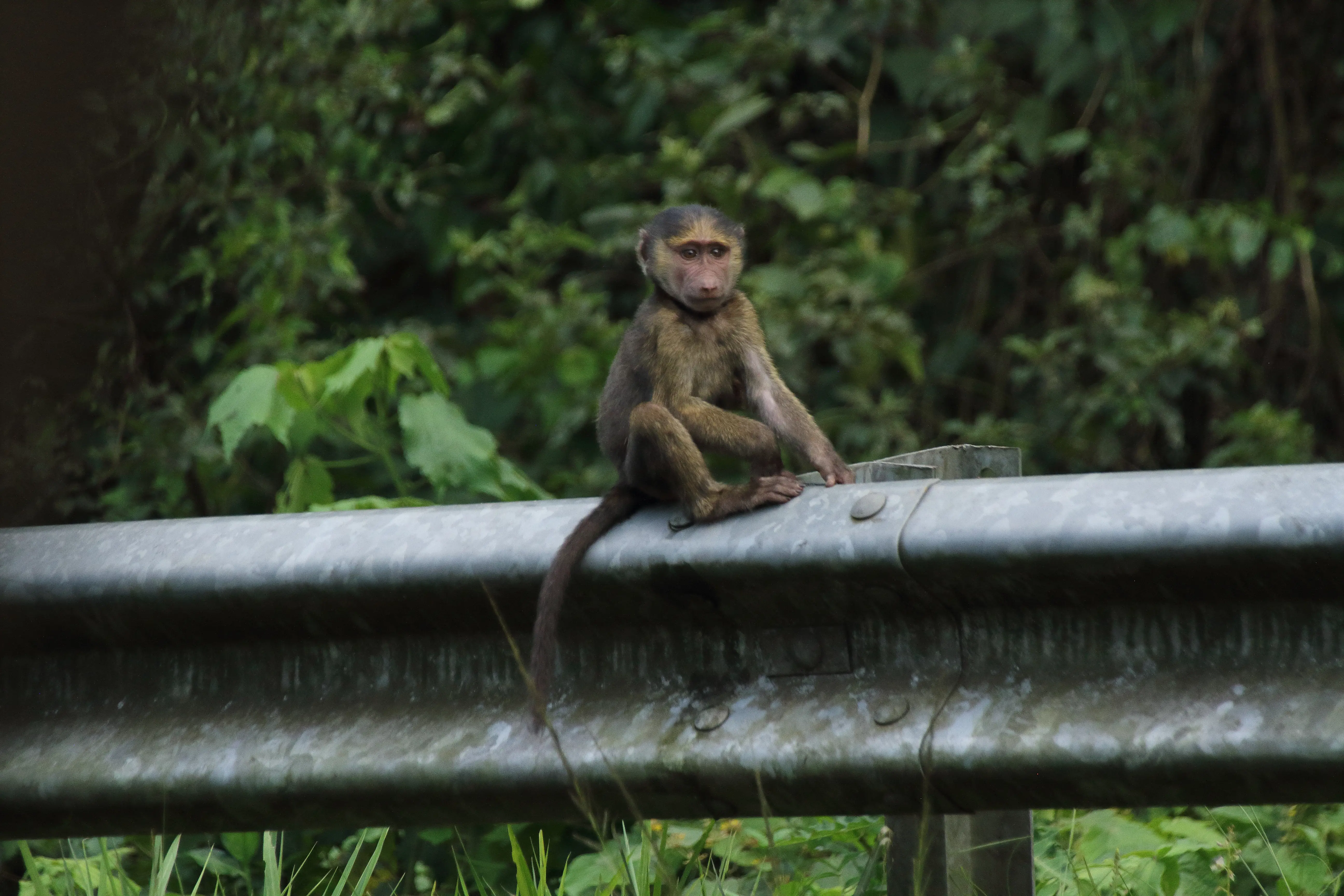 2026 02 136 Murchison