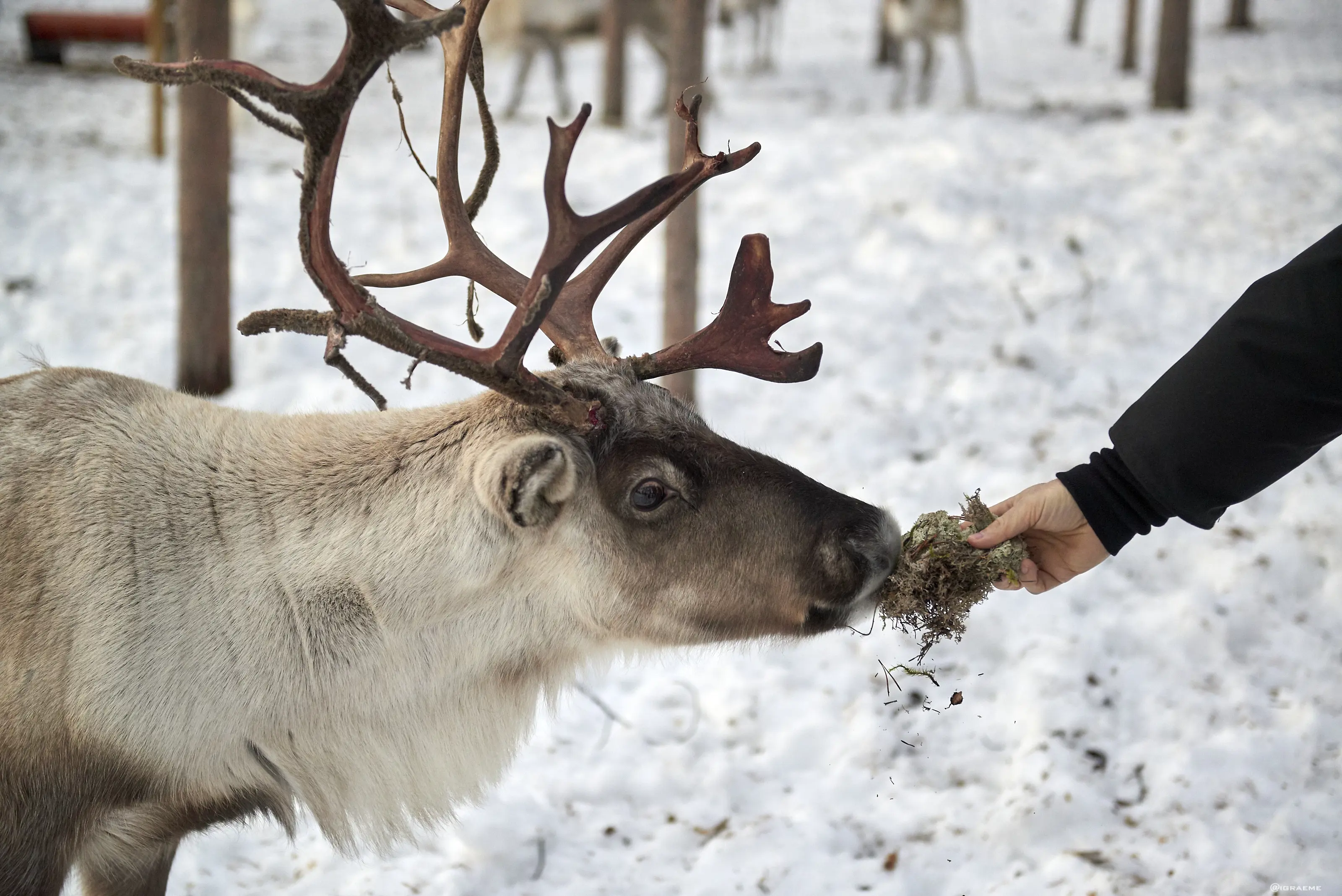 GJR 7427Graemerichardson2019