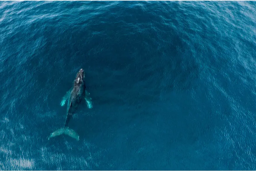 Whale Aereal Addb5c81 28Ab 47Cf B879 90Dc816423c3