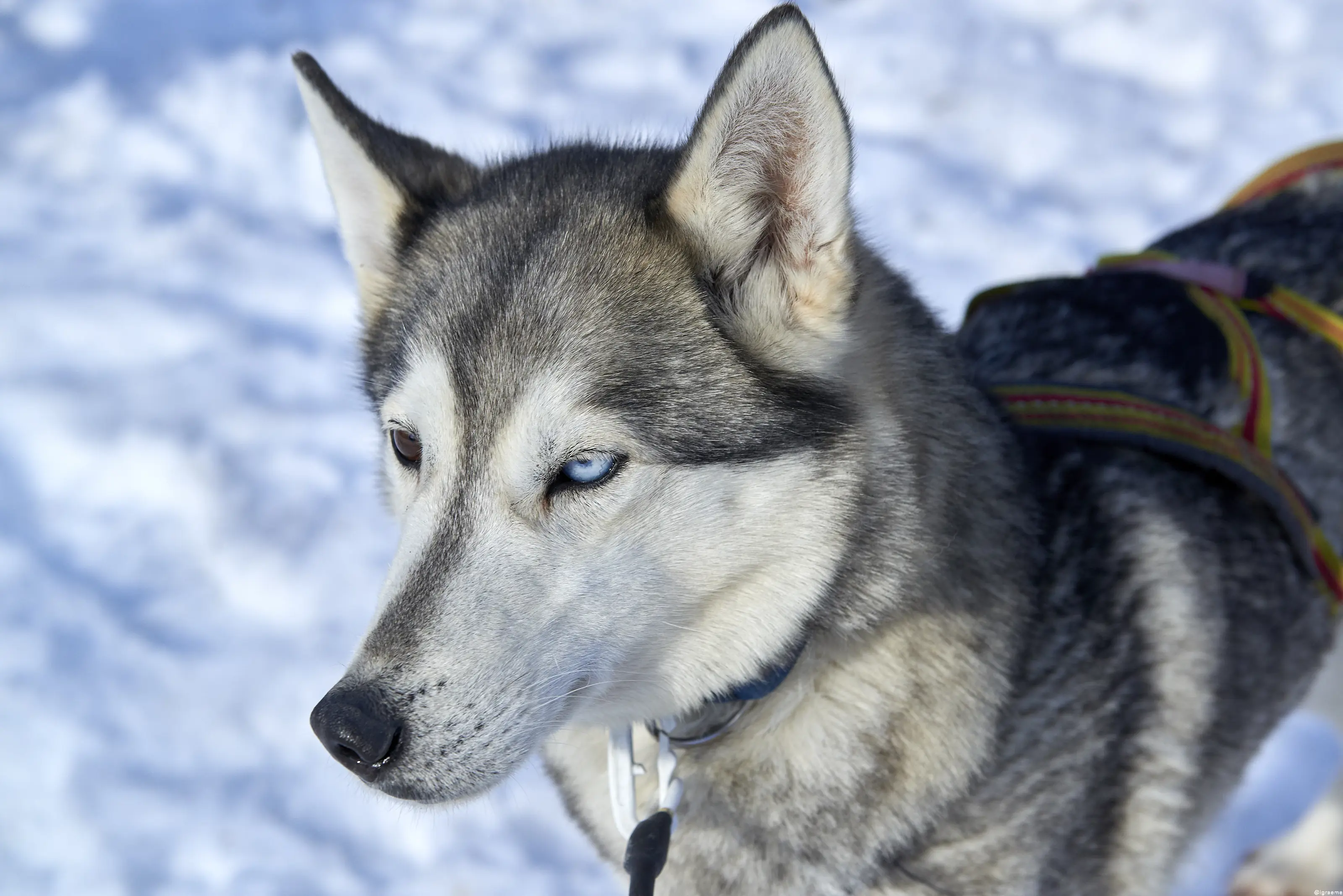 GJR 7866 Graemerichardson2018